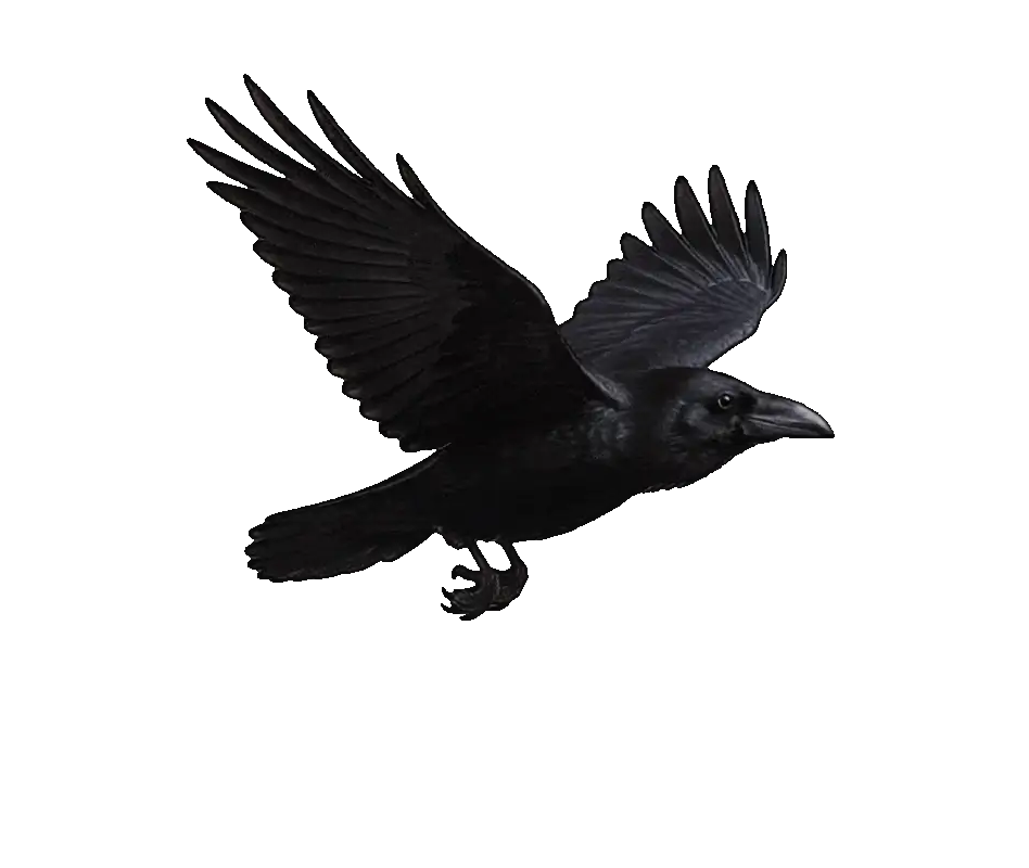 Crow